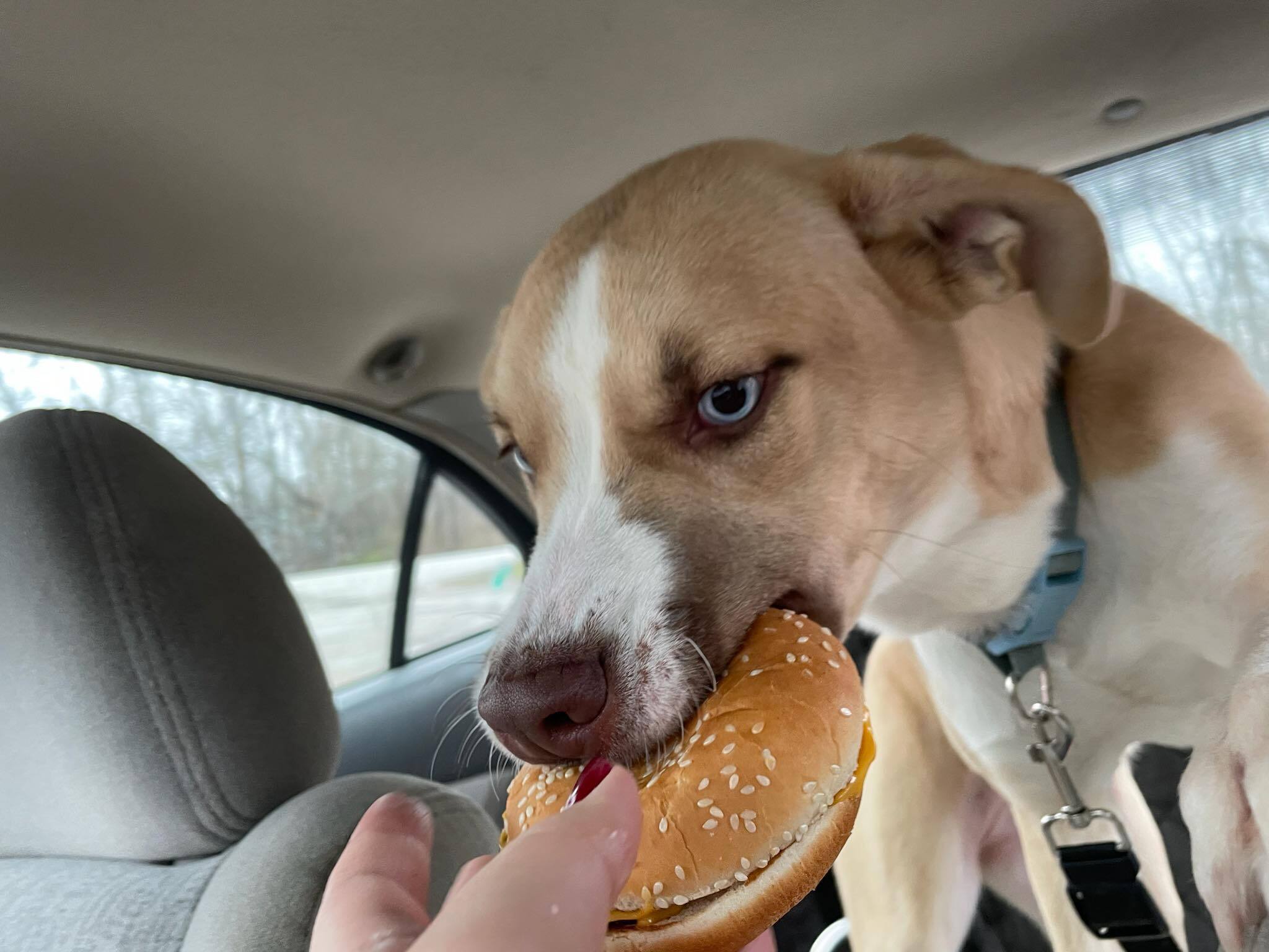 Enid, an adoptable Husky, Labrador Retriever in Centralia, IL, 62801 | Photo Image 3