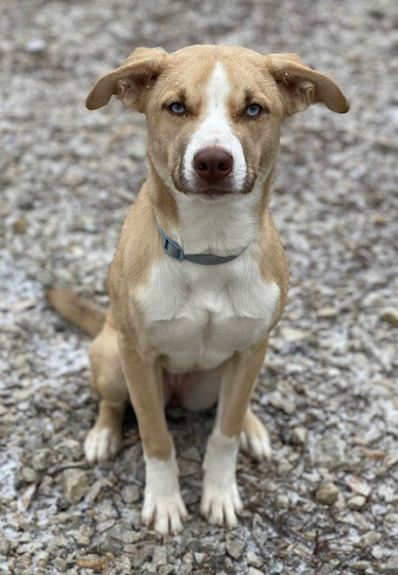 Enid, an adoptable Husky, Labrador Retriever in Centralia, IL, 62801 | Photo Image 1