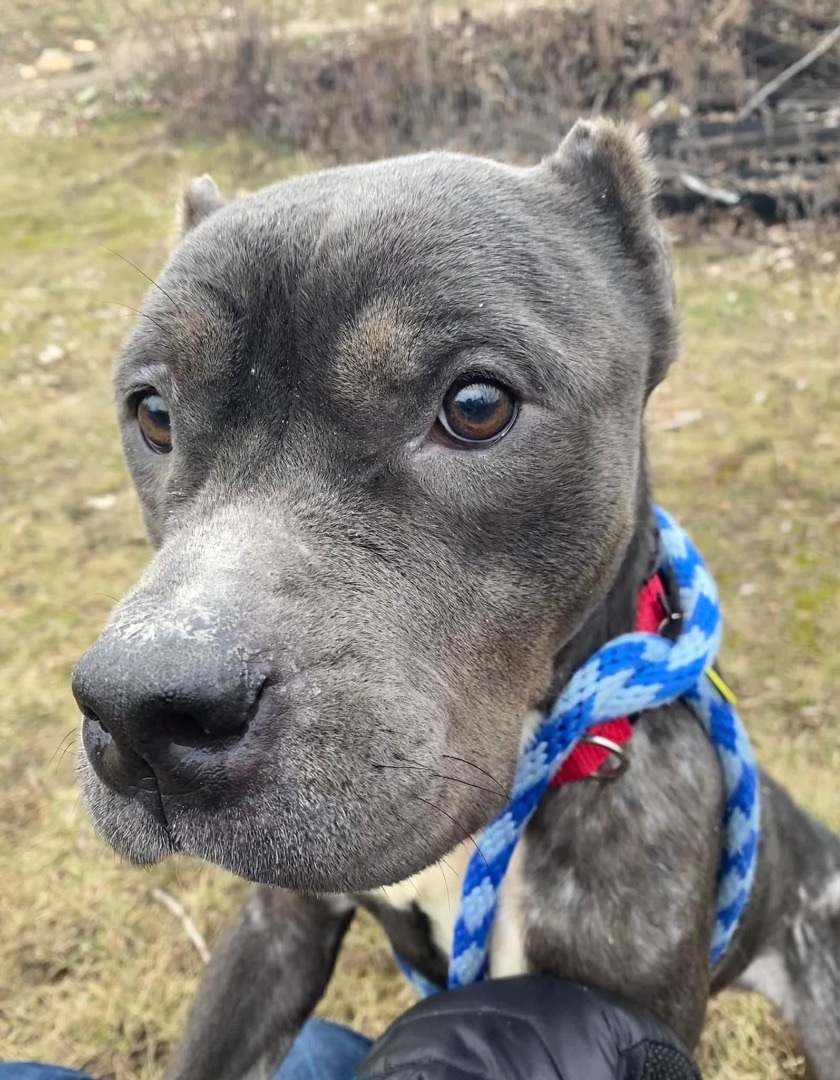 Pirouette, an adoptable Terrier, Pit Bull Terrier in Cleveland, OH, 44102 | Photo Image 4