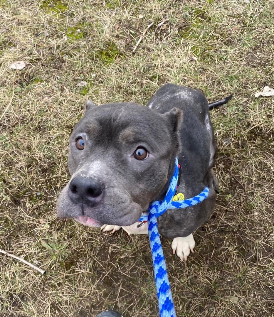 Pirouette, an adoptable Terrier, Pit Bull Terrier in Cleveland, OH, 44102 | Photo Image 6