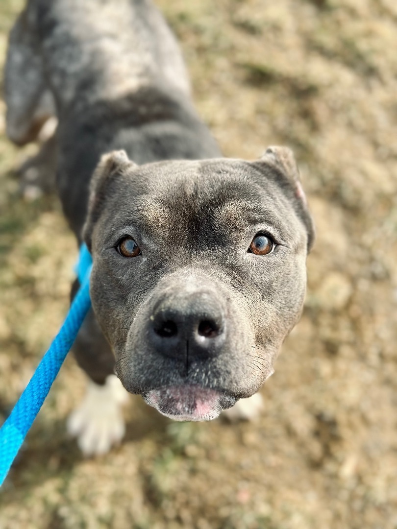 Pirouette, an adoptable Terrier, Pit Bull Terrier in Cleveland, OH, 44102 | Photo Image 8