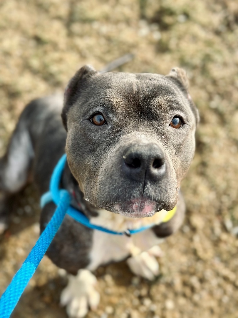 Pirouette, an adoptable Terrier, Pit Bull Terrier in Cleveland, OH, 44102 | Photo Image 10