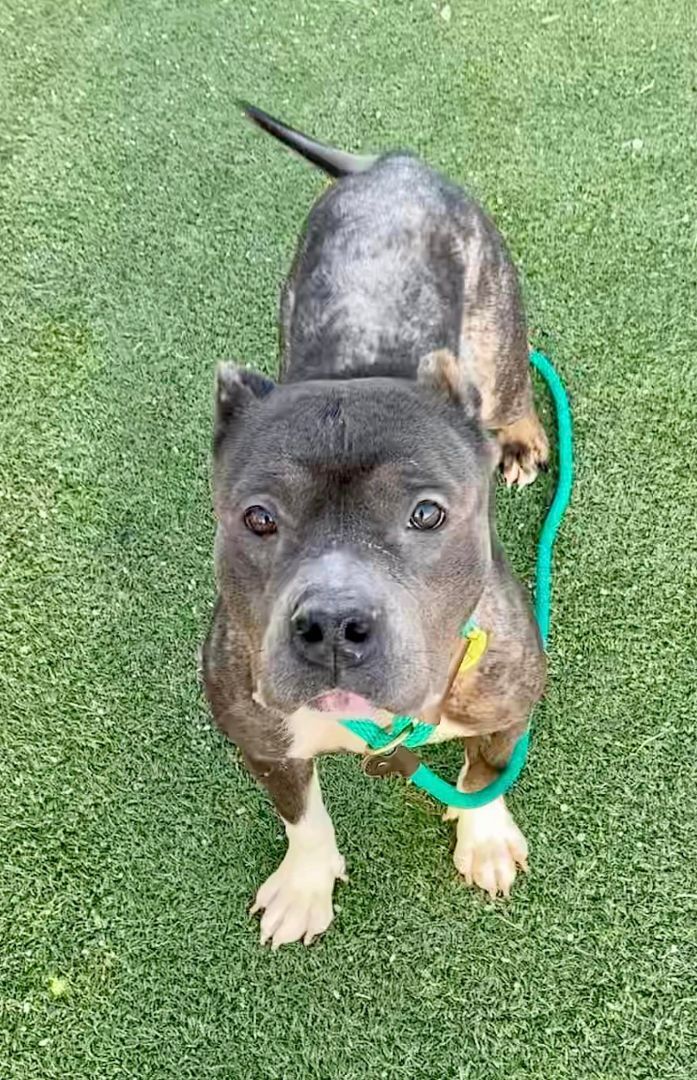 Pirouette, an adoptable Terrier, Pit Bull Terrier in Cleveland, OH, 44102 | Photo Image 11