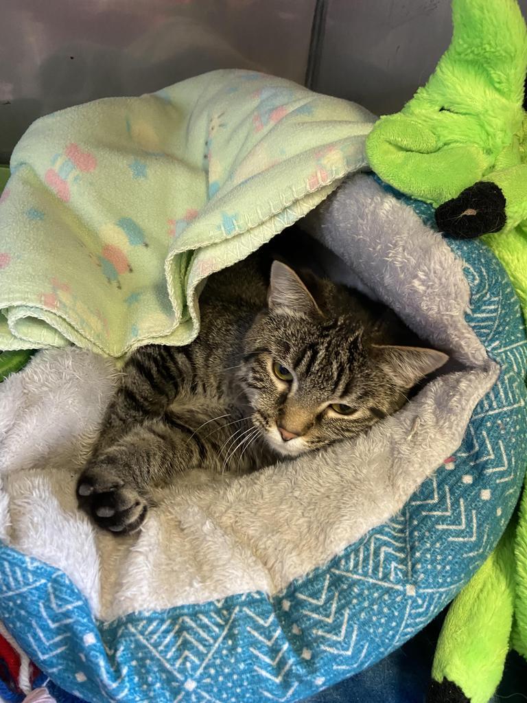 Gerdy, an adoptable Domestic Short Hair in Virginia, MN, 55792 | Photo Image 1