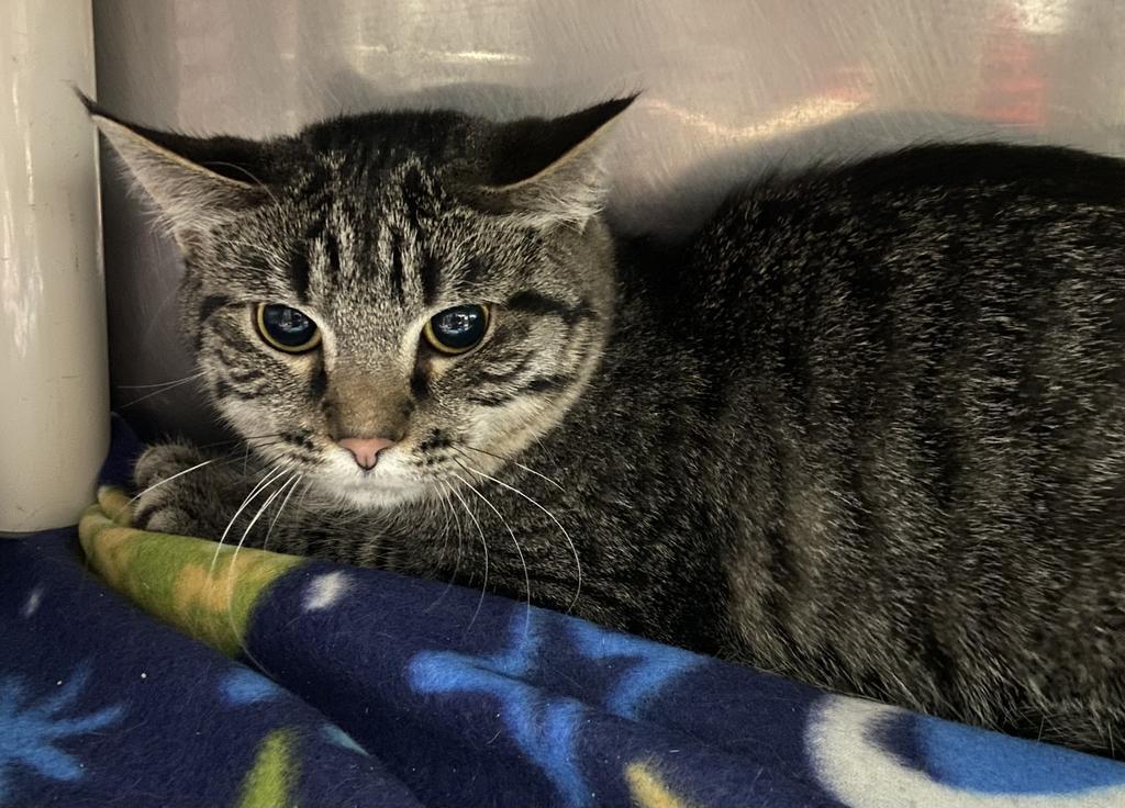 Gerdy, an adoptable Domestic Short Hair in Virginia, MN, 55792 | Photo Image 2