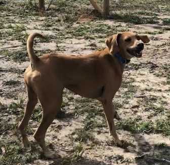 Whiskey, an adoptable Redbone Coonhound in Glenmora, LA, 71433 | Photo Image 1
