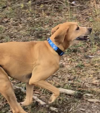 Whiskey, an adoptable Redbone Coonhound in Glenmora, LA, 71433 | Photo Image 2