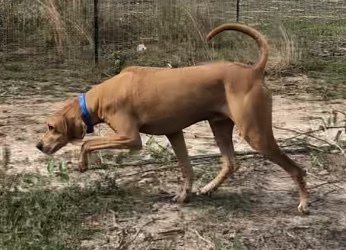 Whiskey, an adoptable Redbone Coonhound in Glenmora, LA, 71433 | Photo Image 3