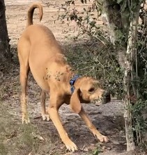 Whiskey, an adoptable Redbone Coonhound in Glenmora, LA, 71433 | Photo Image 4