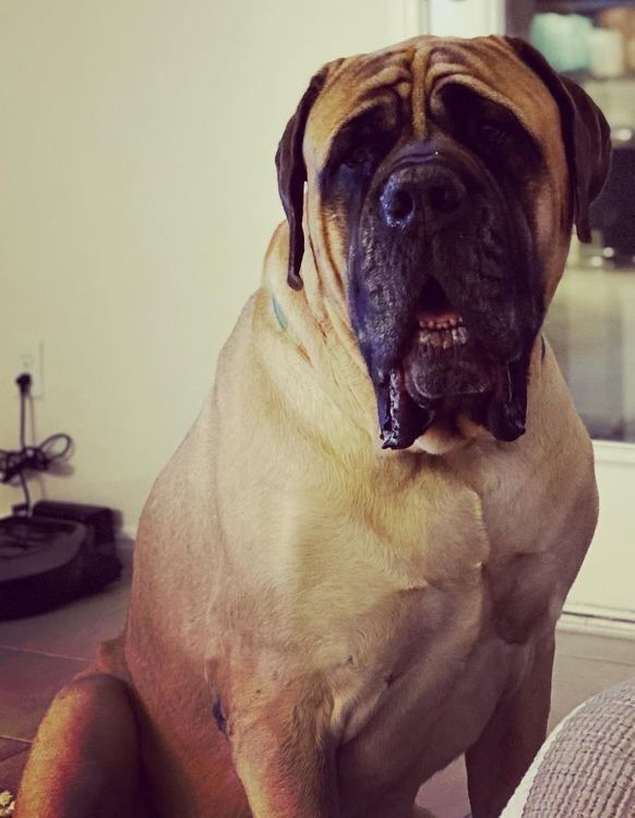 Full best sale size mastiff