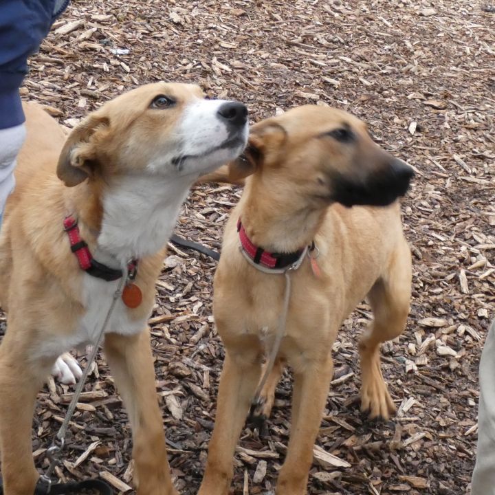 Tango and/or Cash (red), an adoptable Shepherd Mix in Bloomingdale, NJ_image-1