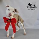 HOLLY's profile on Petfinder.com