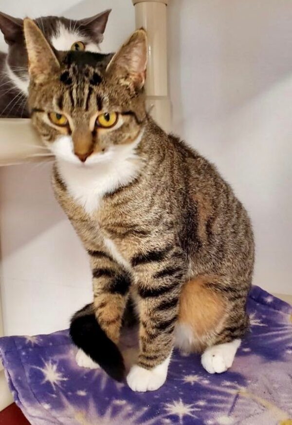 Agee, an adoptable Domestic Short Hair Mix in McMinnville, OR_image-2