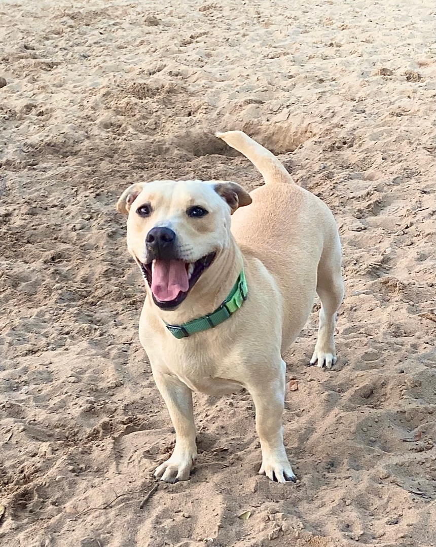 Fiona , an adoptable Basset Hound, American Bulldog in Navarre, FL, 32566 | Photo Image 1