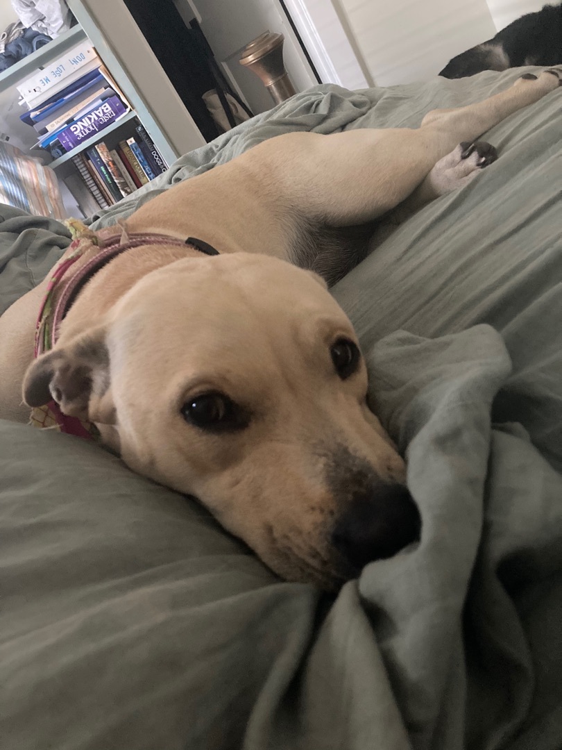 Fiona , an adoptable Basset Hound, American Bulldog in Navarre, FL, 32566 | Photo Image 2