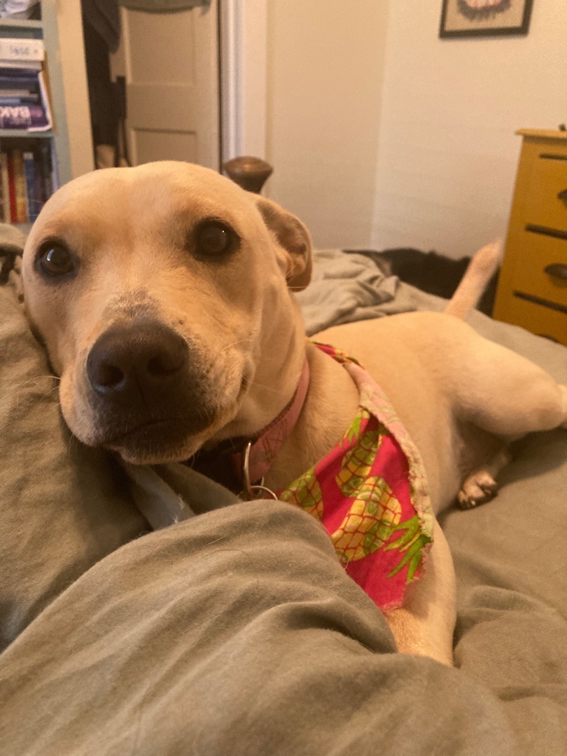 Fiona , an adoptable Basset Hound, American Bulldog in Navarre, FL, 32566 | Photo Image 3
