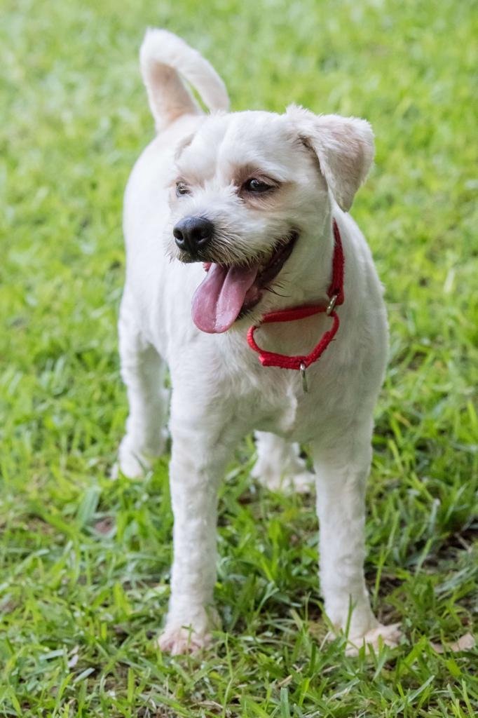 Alfredo, an adoptable Maltese, Poodle in Miami, FL, 33158 | Photo Image 1