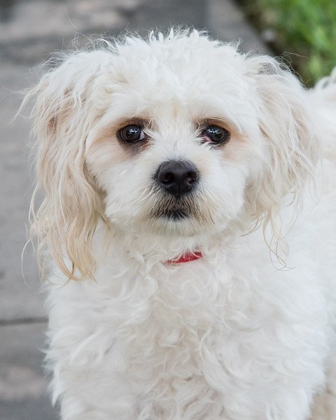 Alfredo, an adoptable Maltese, Poodle in Miami, FL, 33158 | Photo Image 2