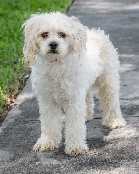 Alfredo, an adoptable Maltese, Poodle in Miami, FL, 33158 | Photo Image 3