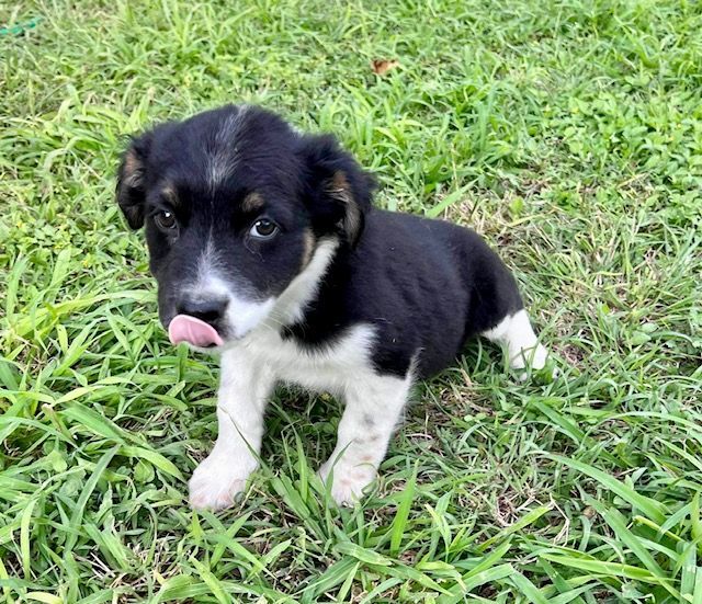 dog-for-adoption-berlin-an-australian-shepherd-border-collie-mix