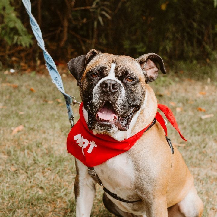 can a american bulldog be a service dog