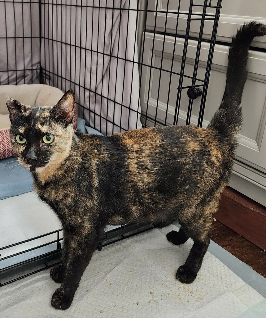 Toph, an adoptable Tortoiseshell, Domestic Short Hair in Redding, CA, 96099 | Photo Image 1