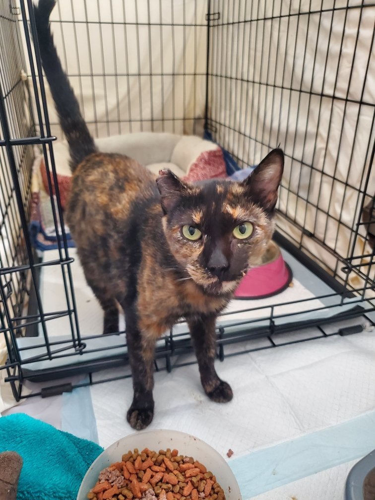 Toph, an adoptable Tortoiseshell, Domestic Short Hair in Redding, CA, 96099 | Photo Image 2