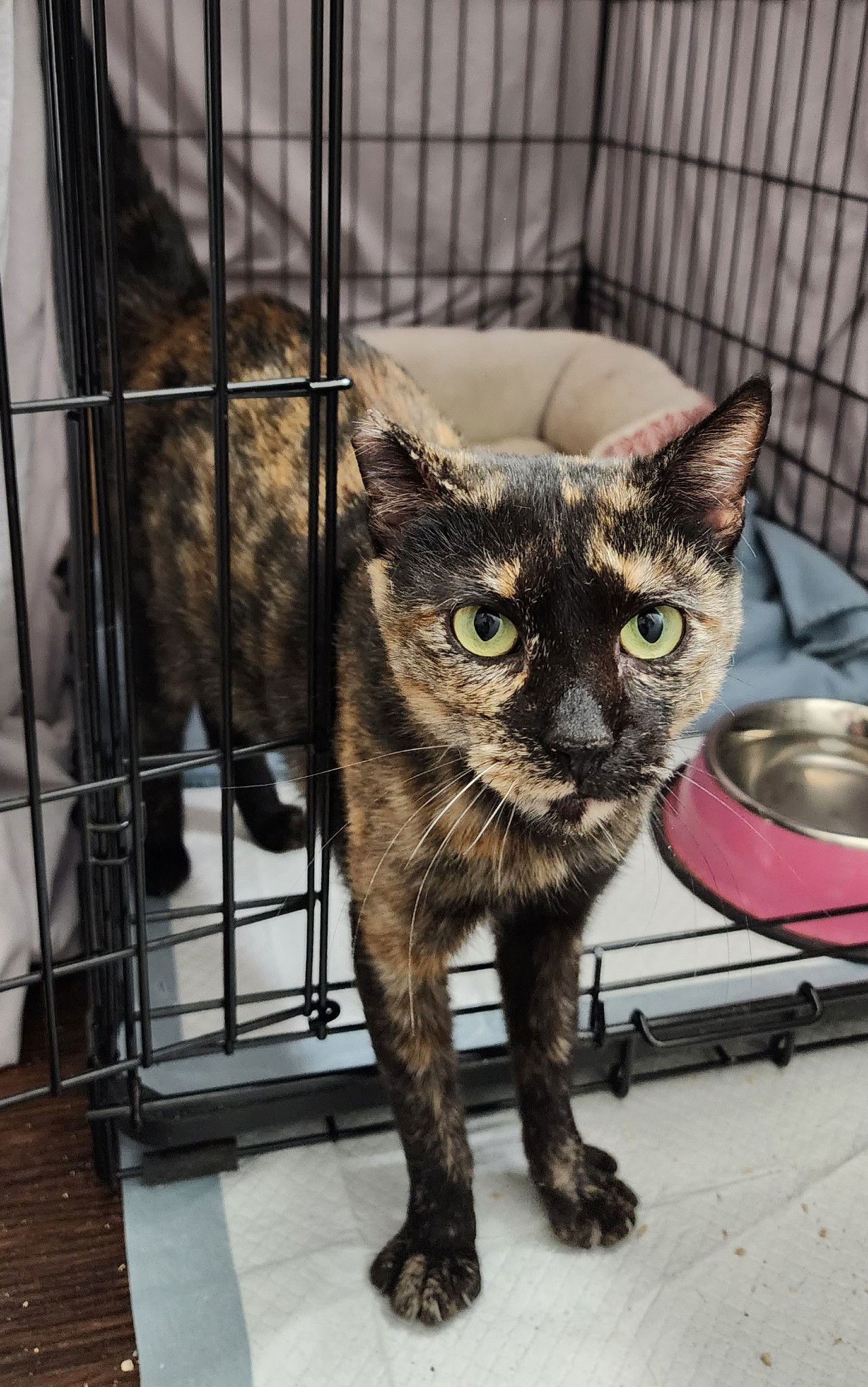 Toph, an adoptable Tortoiseshell, Domestic Short Hair in Redding, CA, 96099 | Photo Image 3