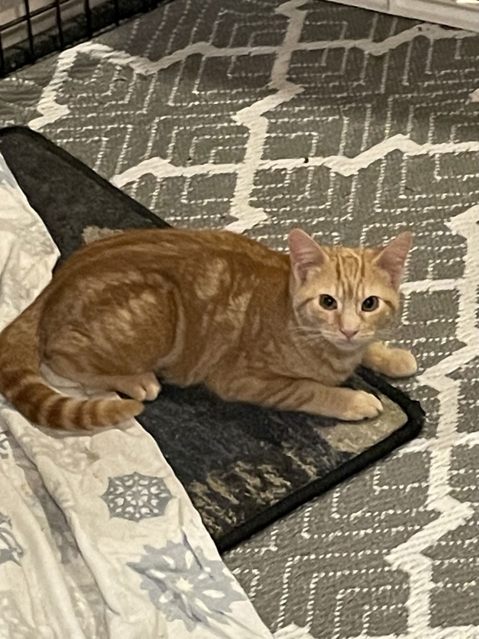 Curry-BARN PLACEMENT NEEDED