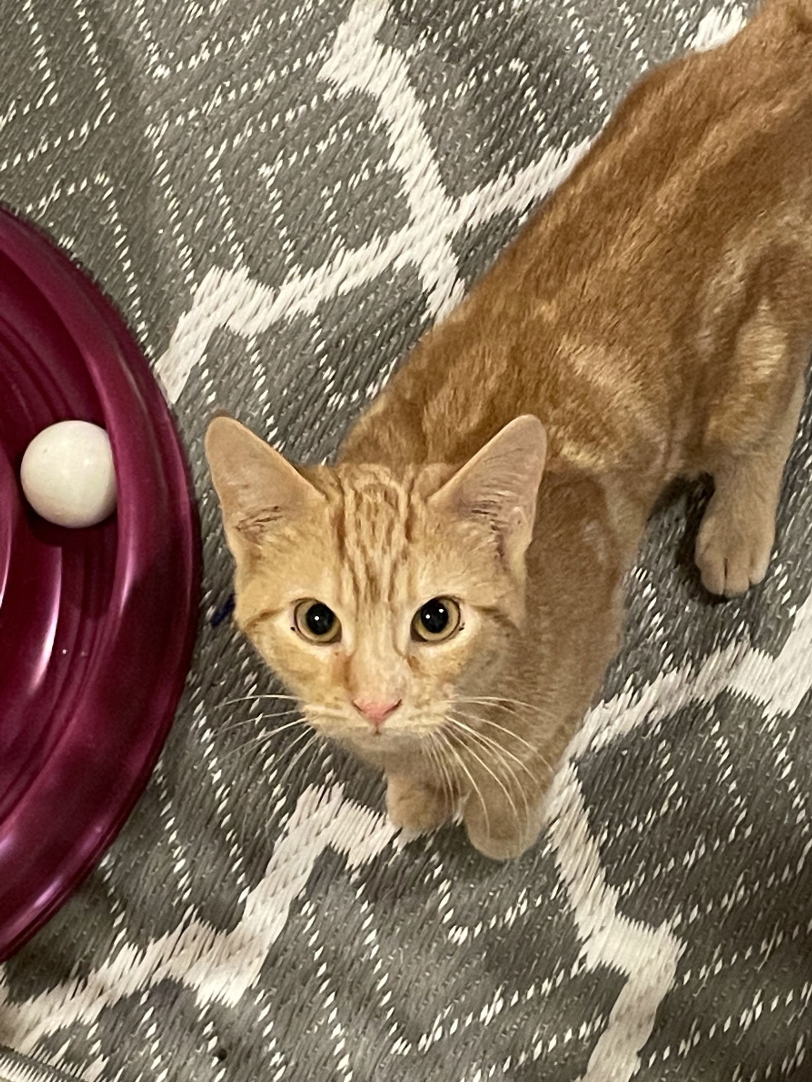 Curry-BARN PLACEMENT NEEDED