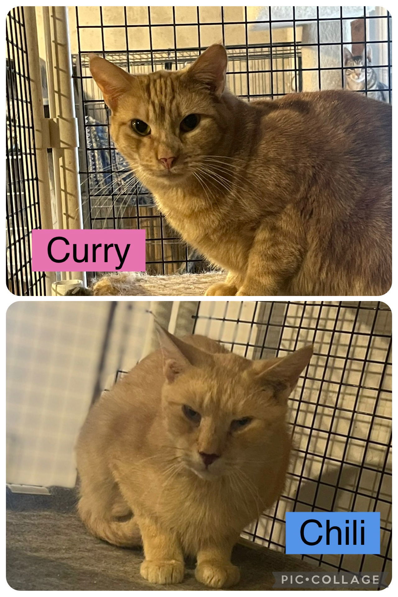 Curry-BARN PLACEMENT NEEDED