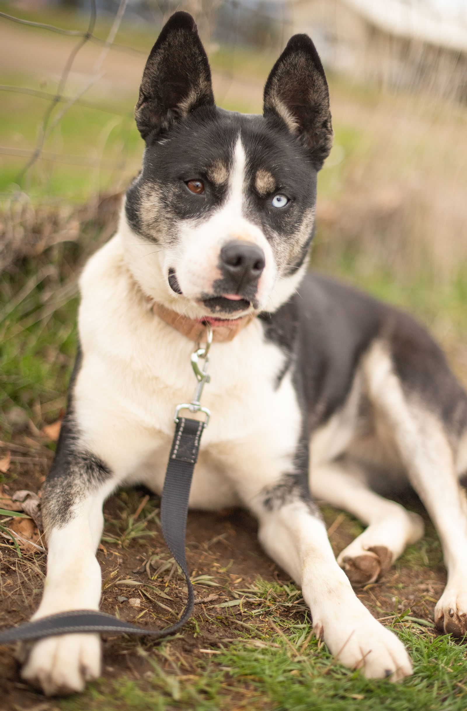 Calypso, an adoptable Husky, Labrador Retriever in Yreka, CA, 96097 | Photo Image 1