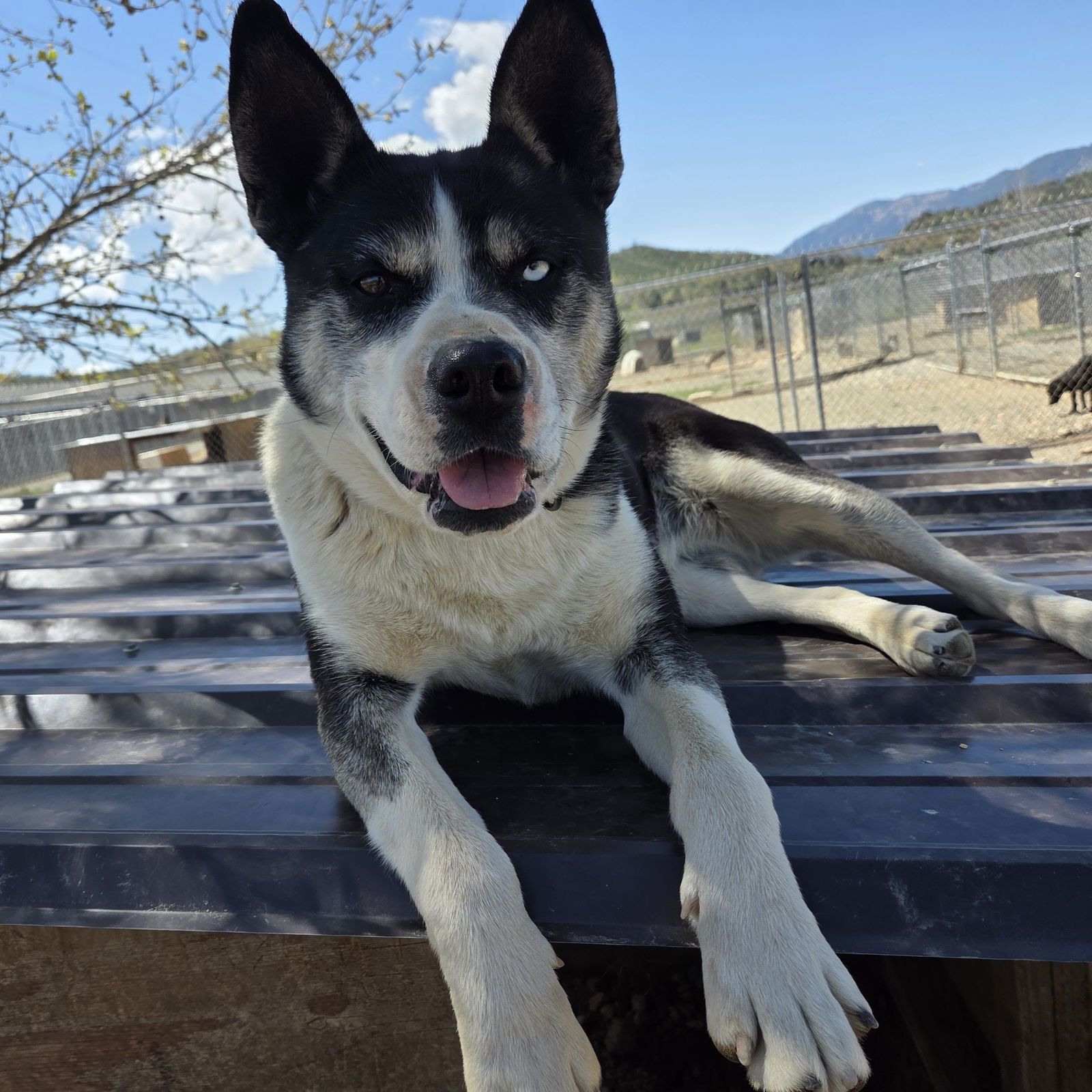 Calypso, an adoptable Husky, Labrador Retriever in Yreka, CA, 96097 | Photo Image 1