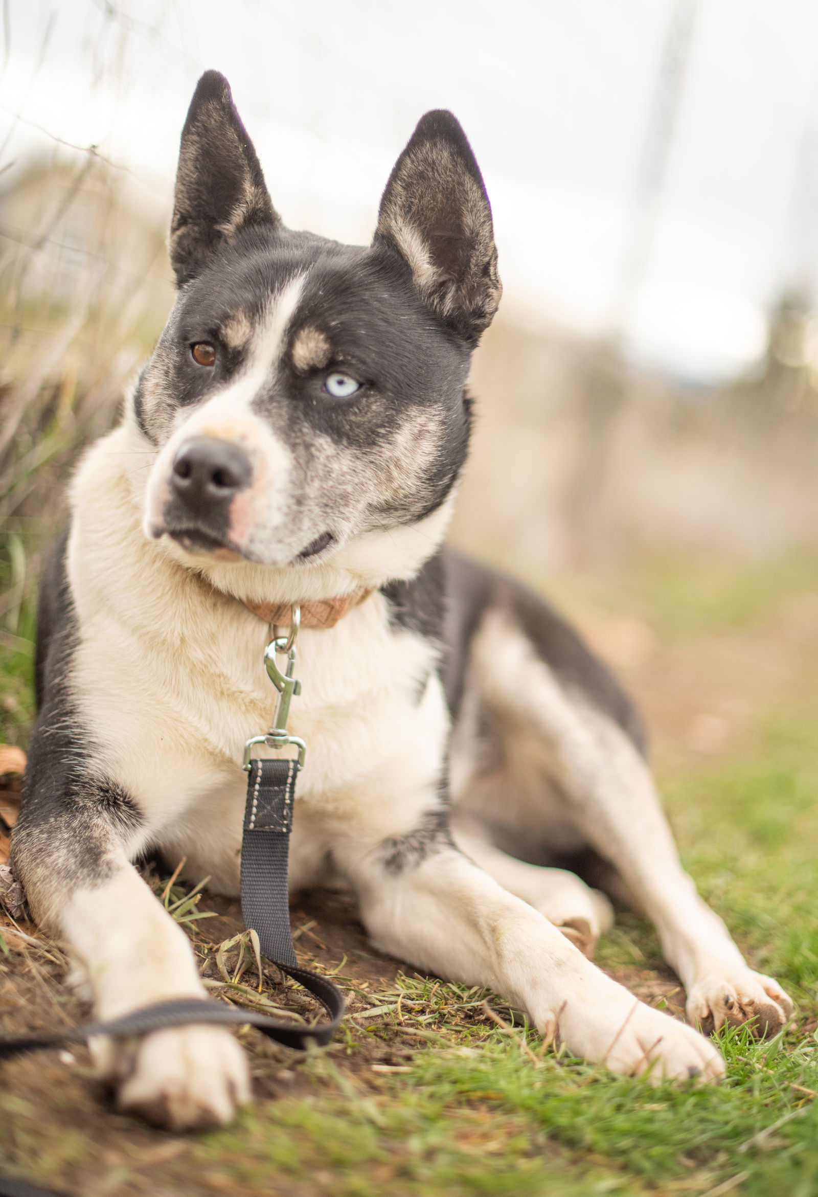 Calypso, an adoptable Husky, Labrador Retriever in Yreka, CA, 96097 | Photo Image 2