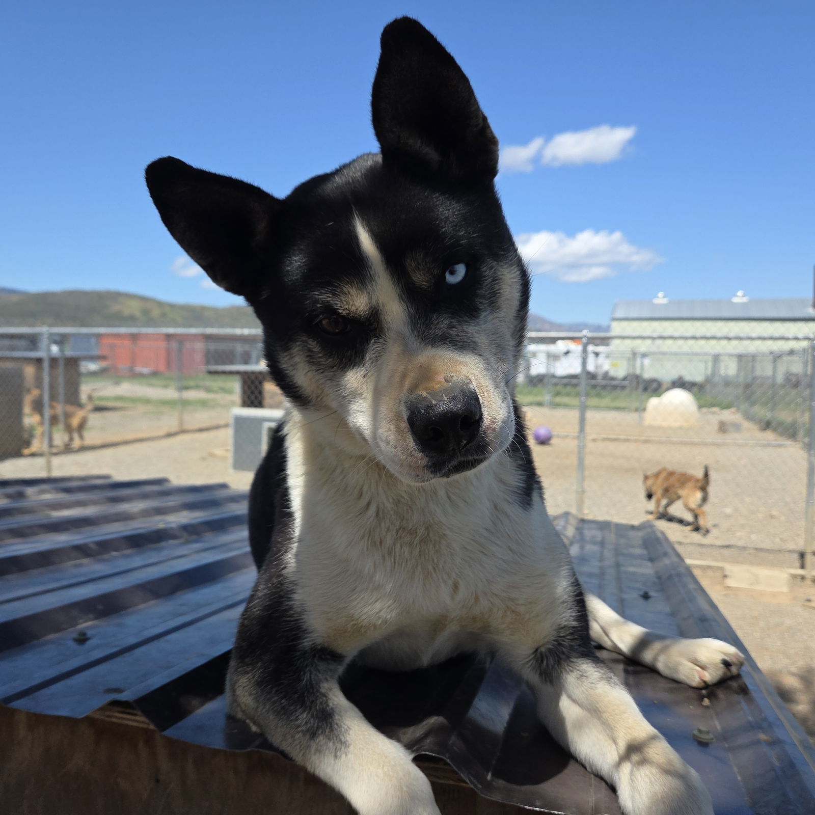 Calypso, an adoptable Husky, Labrador Retriever in Yreka, CA, 96097 | Photo Image 2