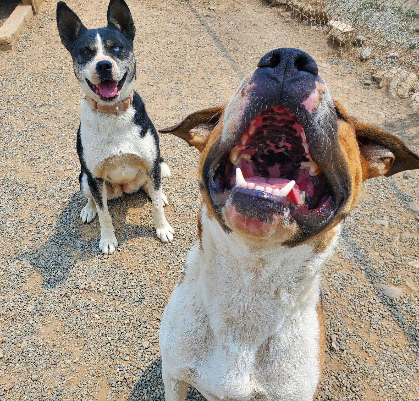 Calypso, an adoptable Husky, Labrador Retriever in Yreka, CA, 96097 | Photo Image 3