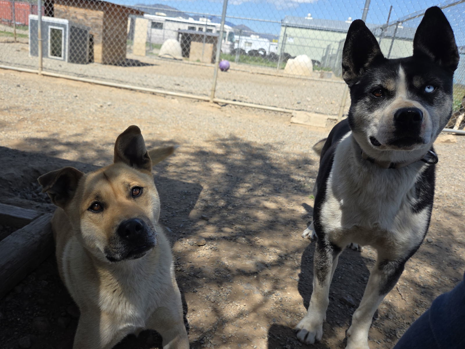 Calypso, an adoptable Husky, Labrador Retriever in Yreka, CA, 96097 | Photo Image 3