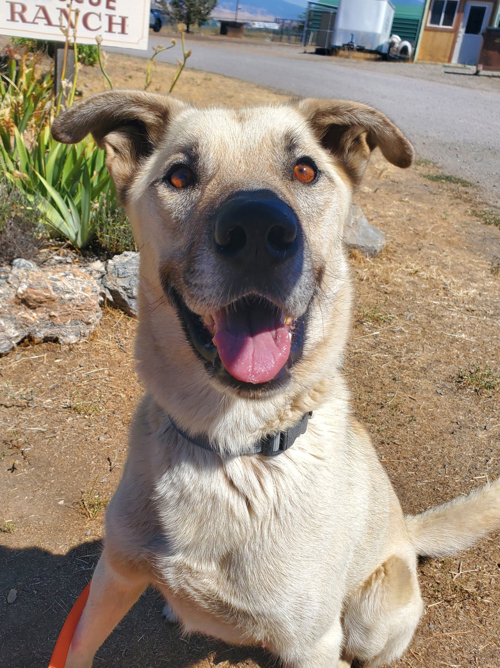 Floyd, an adoptable Anatolian Shepherd, Shepherd in Yreka, CA, 96097 | Photo Image 1