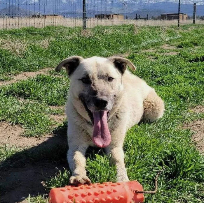 Floyd, an adoptable Anatolian Shepherd, Shepherd in Yreka, CA, 96097 | Photo Image 1