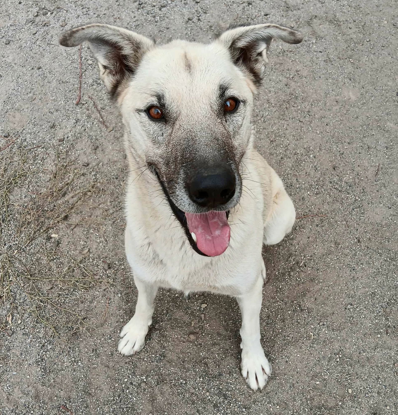 Floyd, an adoptable Anatolian Shepherd, Shepherd in Yreka, CA, 96097 | Photo Image 1