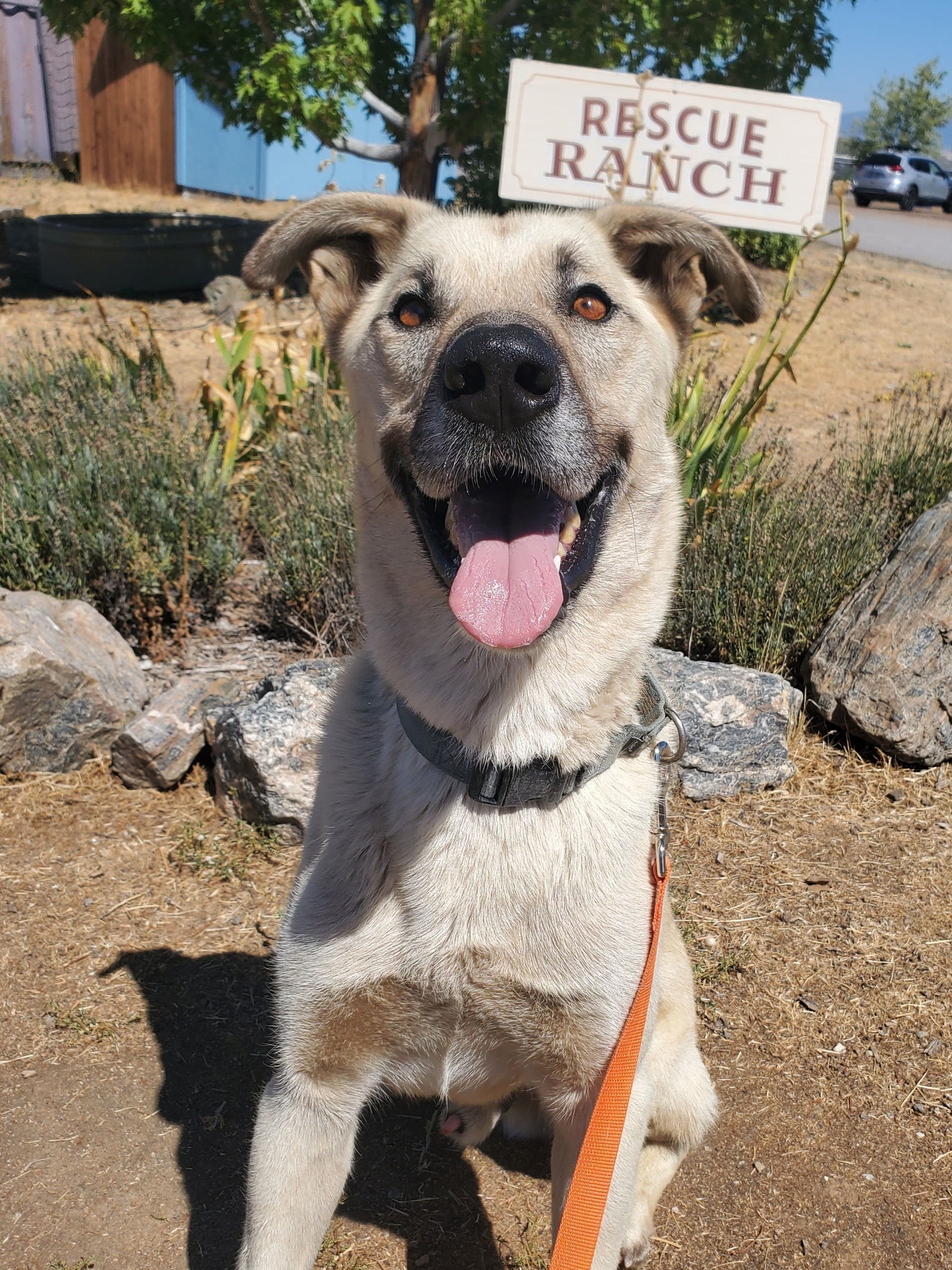 Floyd, an adoptable Anatolian Shepherd, Shepherd in Yreka, CA, 96097 | Photo Image 2