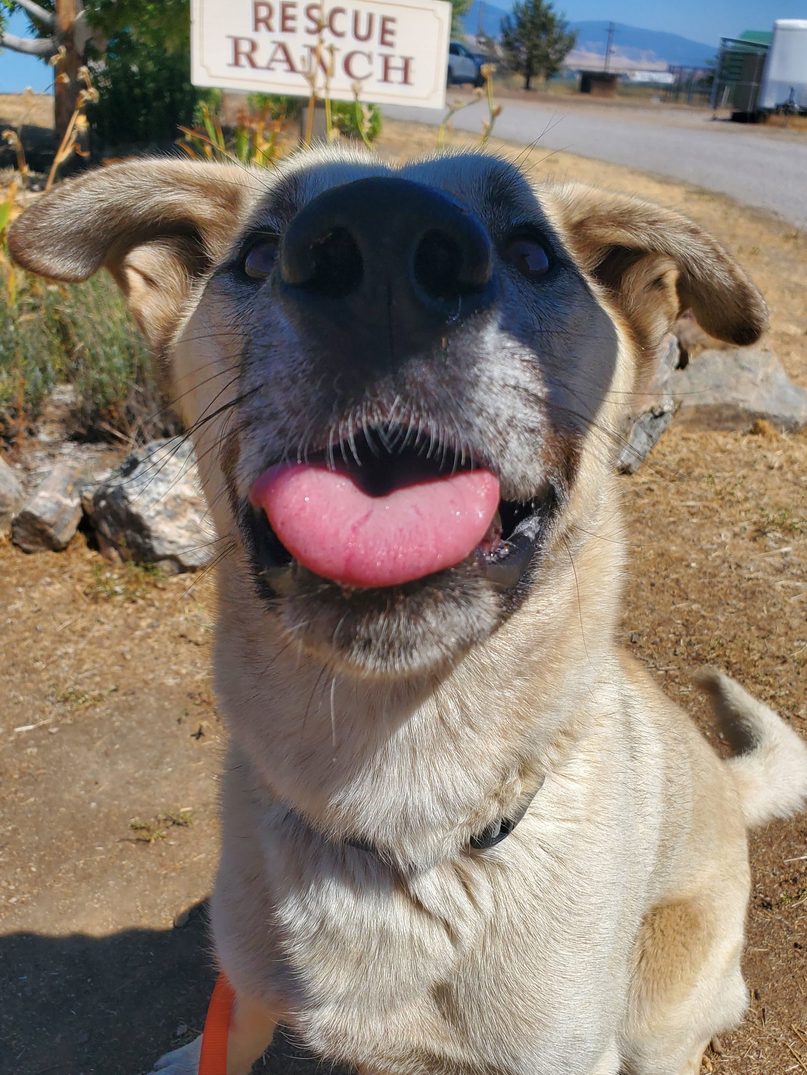 Floyd, an adoptable Anatolian Shepherd, Shepherd in Yreka, CA, 96097 | Photo Image 3