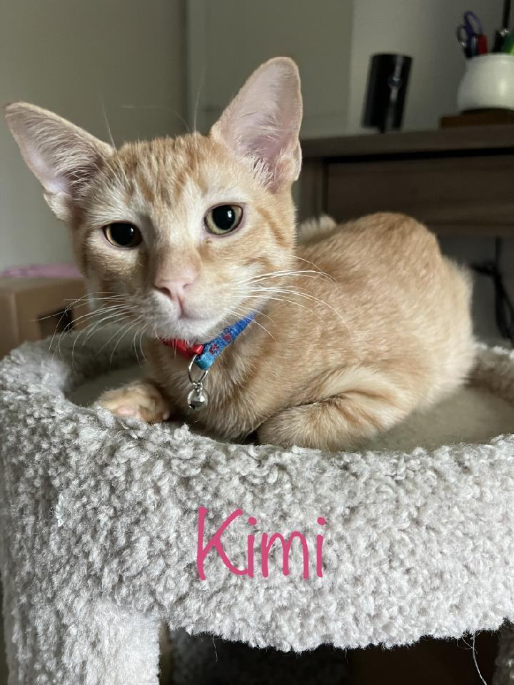 Cat for adoption - Kimi 