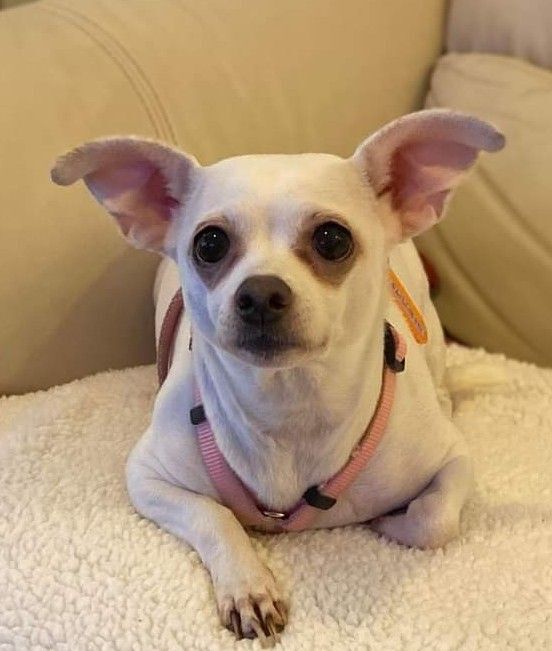 Sassy, an adoptable Chihuahua in Spring, TX_image-1