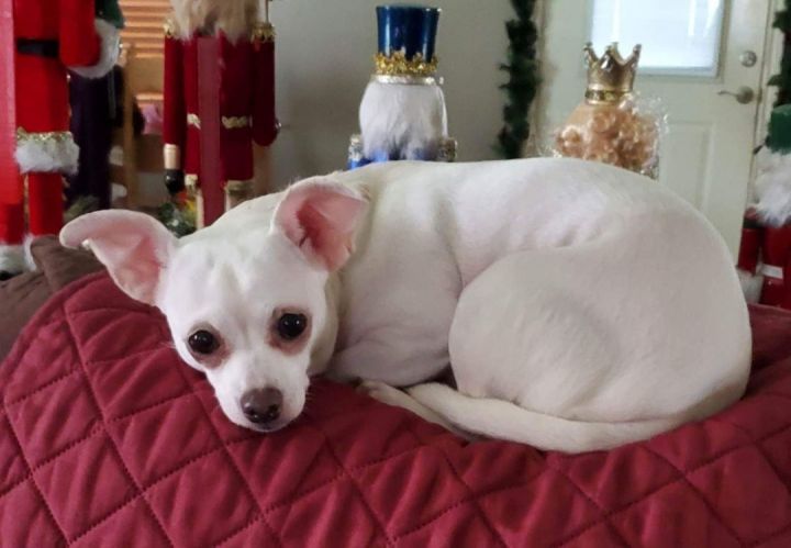 Sassy, an adoptable Chihuahua in Spring, TX_image-3