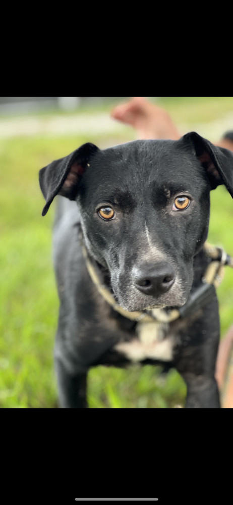 Kloe, an adoptable Mixed Breed in Scott, LA, 70583 | Photo Image 1