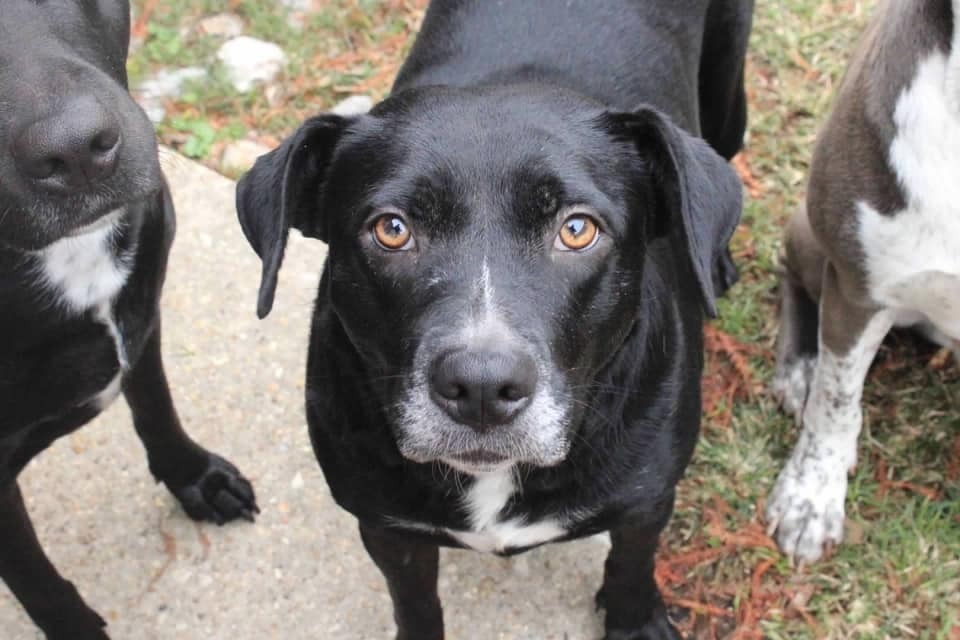 Kloe, an adoptable Mixed Breed in Scott, LA, 70583 | Photo Image 1