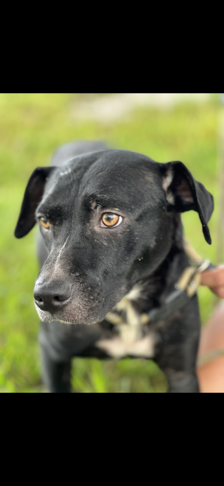 Kloe, an adoptable Mixed Breed in Scott, LA, 70583 | Photo Image 2