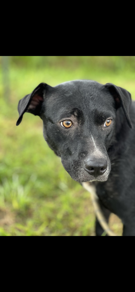 Kloe, an adoptable Mixed Breed in Scott, LA, 70583 | Photo Image 3