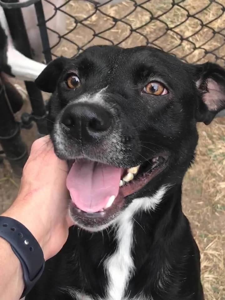 Kloe, an adoptable Mixed Breed in Scott, LA, 70583 | Photo Image 3